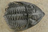 Stunning Metacanthina Trilobite - Lghaft, Morocco #350520-1